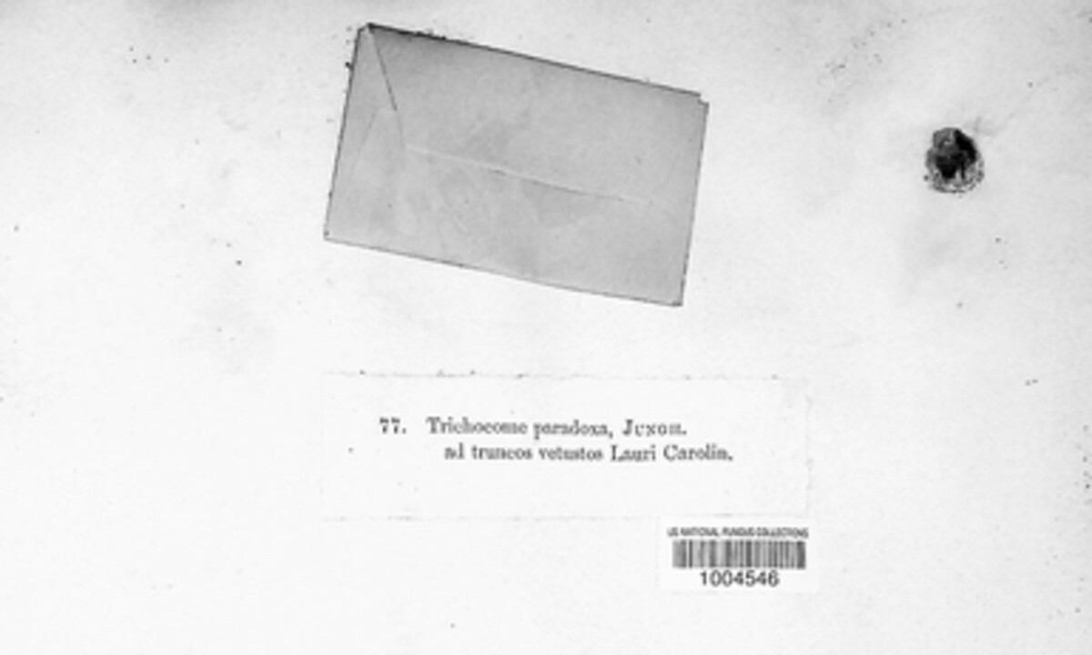 Trichocomaceae image